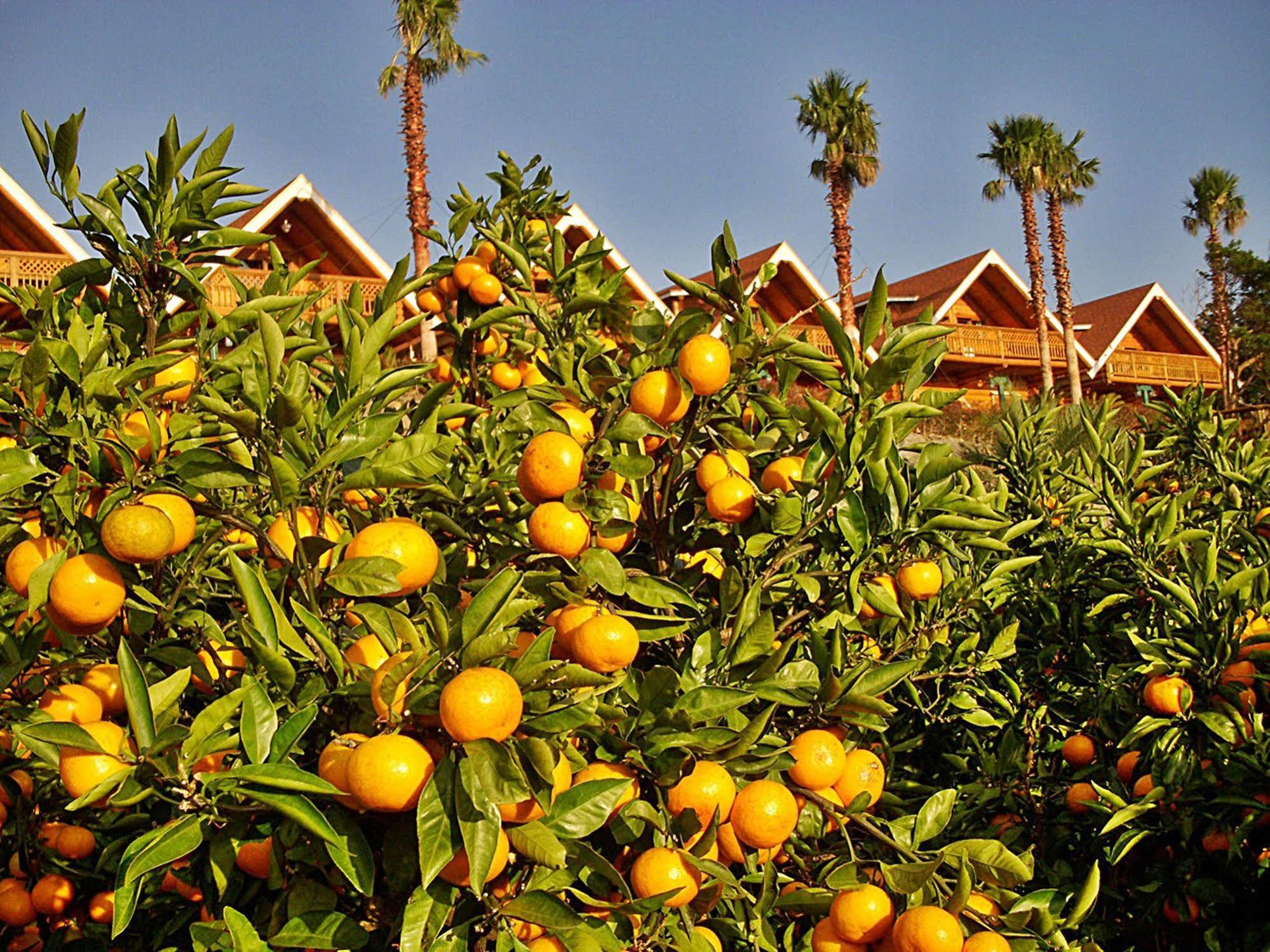 Jungmun Log Pension & Resort Seogwipo Ngoại thất bức ảnh